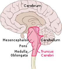 truncus cerebri